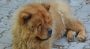 Chow Chow Puppies – Blue Tongued Hunters From The East