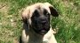 English Mastiff Puppies — Could Grow To Be 343 Pounds