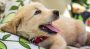 Golden Retriever Puppies – A Very Quick Buying Guide