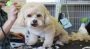 Guidelines for Choosing the Right Dog Groomer
