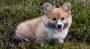 Corgi Puppies – Child Safe Dogs With a Grand History